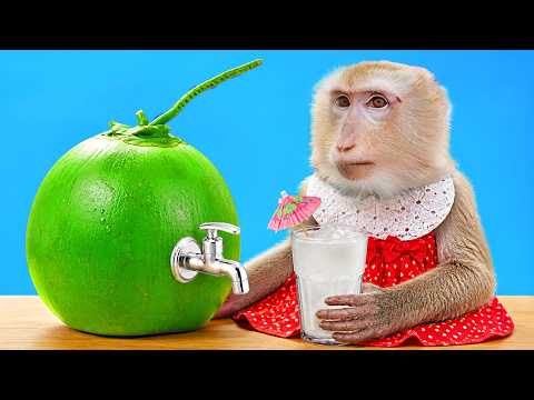 Yaya Monkey Enjoys Delicious Coconut Water 🥥🐒