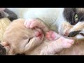 Mom cat licks the kitten like a tiny child, but he starts to fight his brother