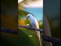 Parece una bolita de nieve con ojos… #viral #reels #aves #sabiasque