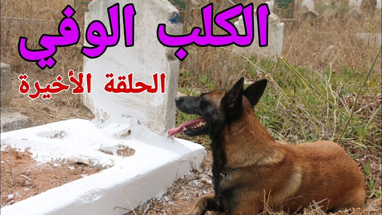 (قصة الوفاء التي أبكت العالم (الكلب الوفي) .😢💔.(الحلقة الأخيرة