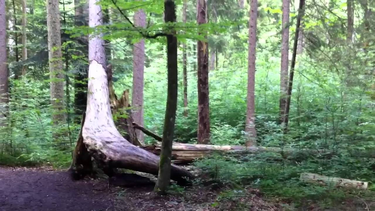 Rundtour durch den Paterzeller Eibenwald