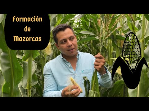 Video: Borlas de plantas de maíz - Razones por las que las borlas de maíz son demasiado pronto