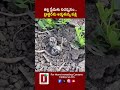 తల్లి ప్రేమకు నిదర్శనం.. ట్రాక్టర్ను అడ్డుకున్న పక్షి || DHOOTHA MEDIA#viralvideo #motherlove