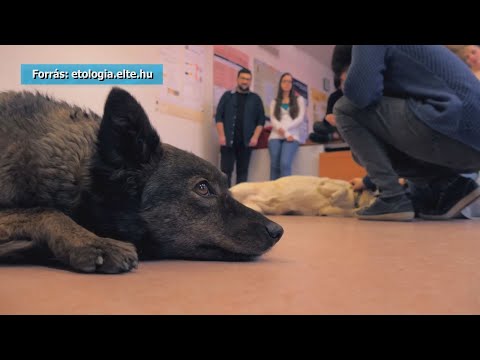 Videó: A Kutyák Azt Eszik - Hogyan Vonatkozik A Nutrigenomikai Kutatás A Háziállatokra
