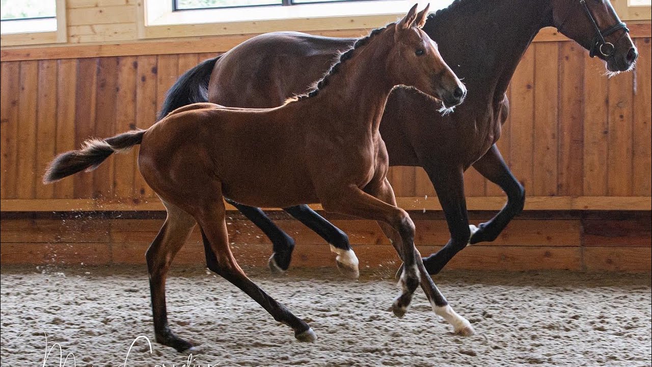 Salute CCE- Blue Hors Monte Carlo TC x Jazz. Keuring video 2022