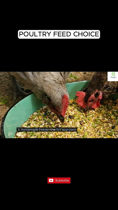 𝗣𝗢𝗨𝗟𝗧𝗥𝗬 𝗙𝗘𝗘𝗗 𝗖𝗛𝗢𝗜𝗖𝗘𝗦 #youtubeshorts #shortvideo #short #viralvideo #motivation #farming