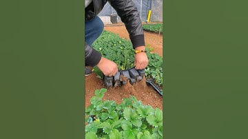 Strawberry leaves and pruning #StrawberryHeige #Manguo #Strawberry #Strawberry Cultivation #Planting