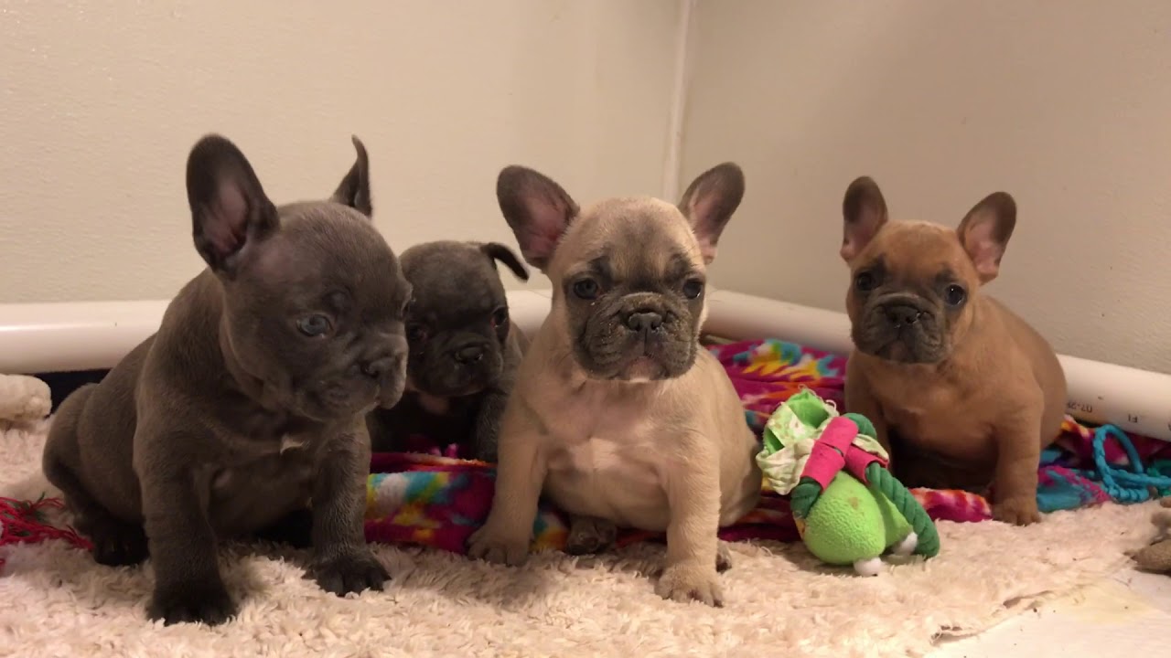 Pin On Akc English French Bulldogs Family Raised Health Tested And Ofa Certified For Genetic Disorders For Healthy Quality Sweet Puppies Pin On Akc English French Bulldogs Family Raised Health Tested And Ofa Certified For Genetic Disorders For Healthy Quality Sweet Puppies