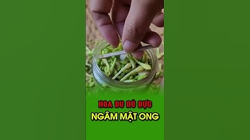 Công dụng tốt từ hoa đu đủ đực ngâm mật ong, mà bạn có thể bỏ qua #songkhoe #baithuochay #thuốcnam