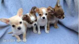 Chihuahua puppies for sale in Austin, TX(, 2014-01-11T23:02:30.000Z)