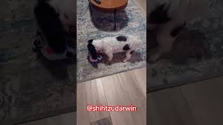 Eles são todos iguais 🐕♥️😂