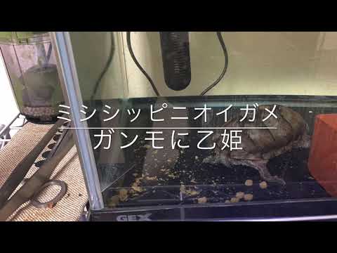 ミシシッピニオイガメ　ガンモに乙姫