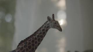 Expedia Rewards - Safari