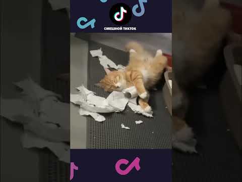НОВЫЕ ПРИКОЛЫ с котами 2025 😅 Смешные коты, Смешные видео #shorts #смешныекоты #смешныеживотные