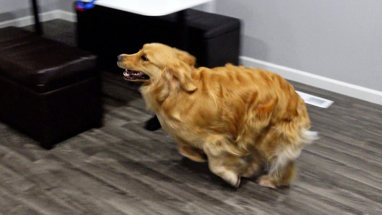 Zoomies Youtube