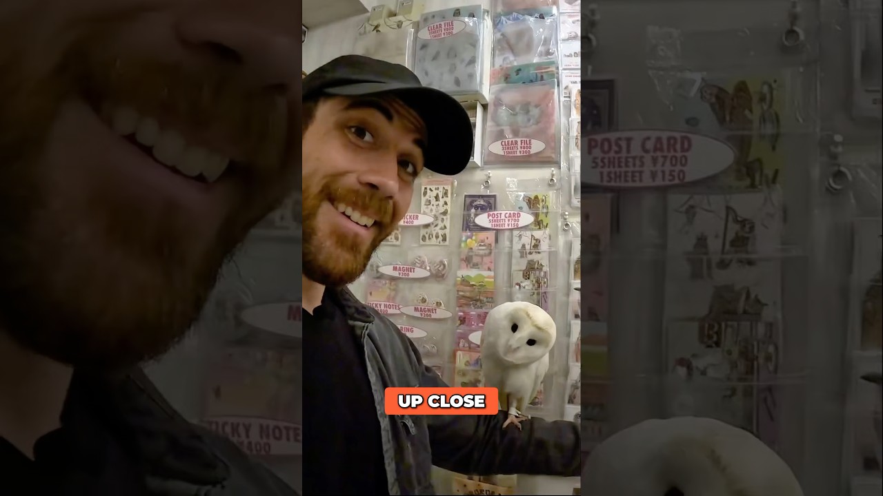 Tokyo's BEST Owl Cafe: Unforgettable Animal Encounter