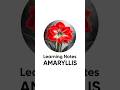 Learning Notes - Amaryllis #amaryllis #boadicea #dolceandgabbana #roja