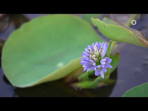 Video: Eichornia (15 Fotos): Was Ist Wasserhyazinthe? Eichornia Varifolia Im Aquarium Und Andere Arten. Wie Hält Man Eine Pflanze Im Winter? Pflanzen Und Verlassen