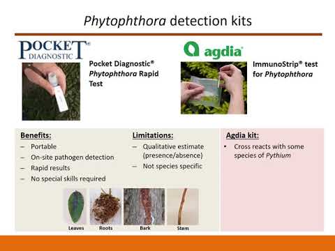 Video: Perbezaan Antara Pythium Dan Phytophthora