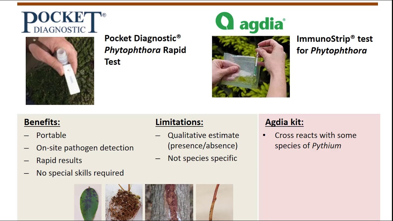 Phytophthora test kits YouTube