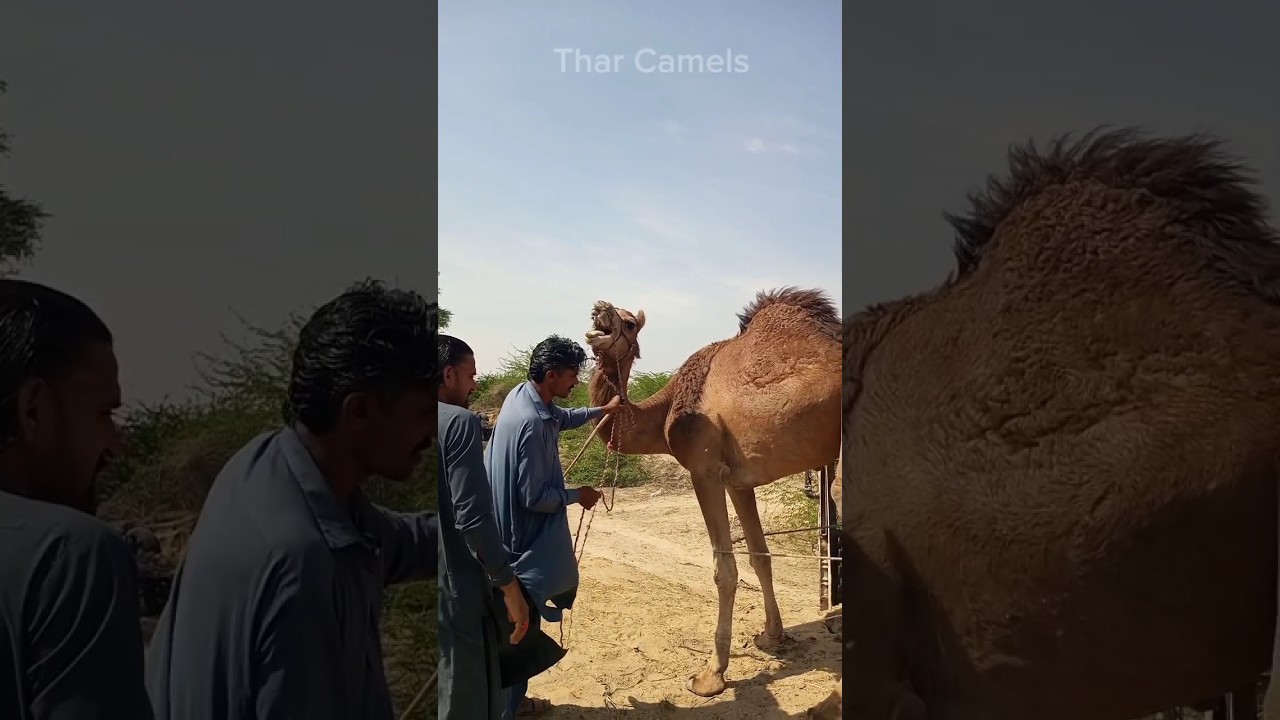 camel attack on the owner 