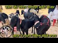 सस्ता और दमदार नथोवाल बकरी बाज़ार @farmingbaba nathowal goat market Ludhiana Punjab goat farming