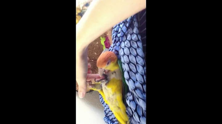 Loki Caique Wrestling