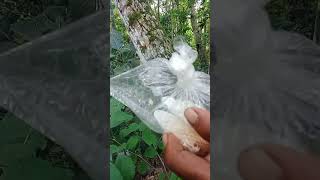 ngambil sarang lebah di pohon klapa #jejakpetualang  #alamliar  #lebah #fypyutube