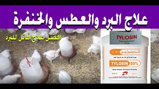 علاج البرد عند الفراخ البيضاء نهائيا / الخنفرة/الكششان/صوت الضفاضع