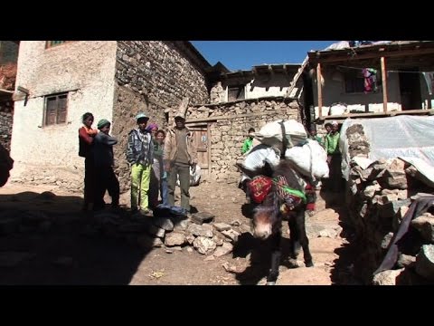 انتهاء حقبة التجارة التقليدية بقوافل الحيوانات في النيبال 