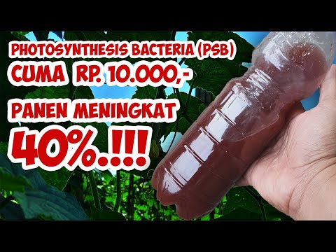 HANYA Rp 10.000,-❗❗❗HASIL PANEN MENINGKAT SEMUA TANAMAN | MEMBUAT BAKTERI FOTOSINTESIS (PSB)