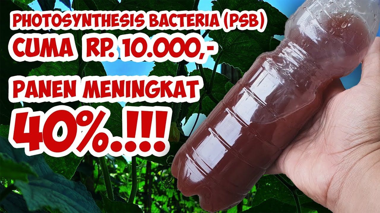 HANYA Rp 10.000,-❗❗❗HASIL PANEN MENINGKAT SEMUA TANAMAN | MEMBUAT BAKTERI FOTOSINTESIS (PSB)