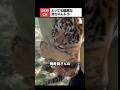 飼育員さんから離れられない超ビビりな赤ちゃんトラ🐯