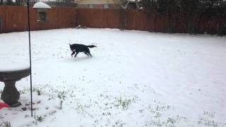 Ramona the Border Collie playing in the snow in DFW, 2015.