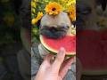Precious pug with flower crown eats watermelon asmr  pug dog asmr cute