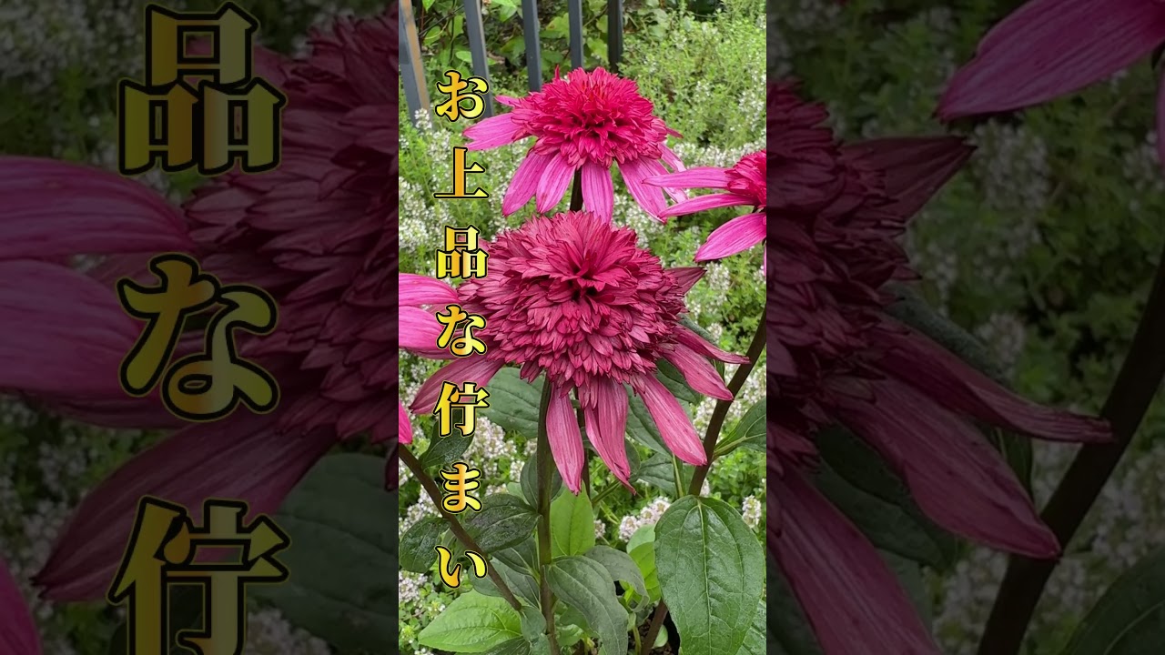 7月の購入エキナセア】 #ガーデニング #園芸 #宿根草#エキナセア - YouTube
