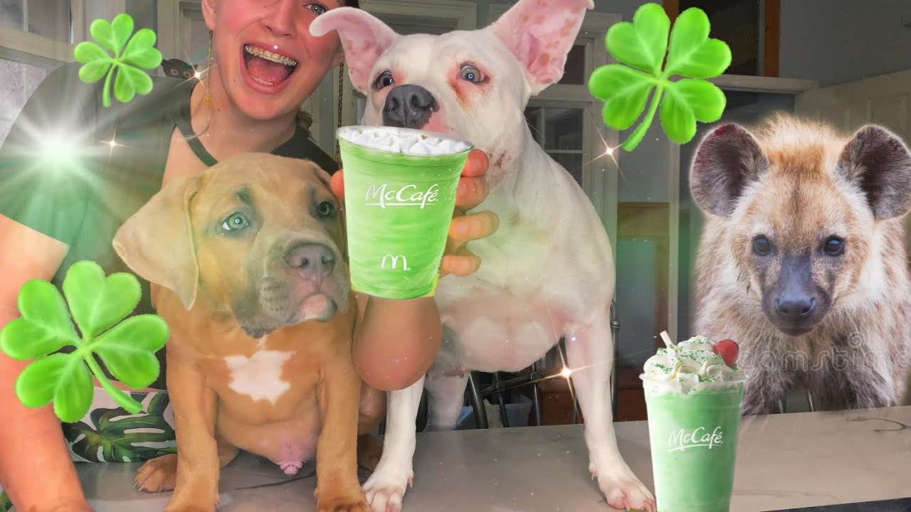 SHAMROCK SHAKE 🍀 DIY For Dogs, Puppies and Hyenas ! YouTube