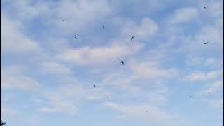 mainan pagi burung walet
