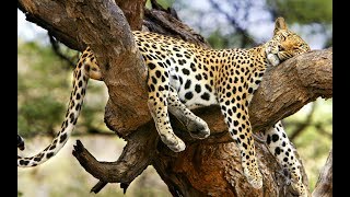 Две Самки Леопарда Заповедник Африки Охота Леопарда. Прыжок Дикого Зверя На Жертву