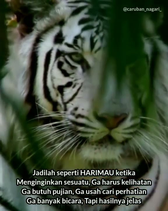 story wa ((maung Bodas))keren abis