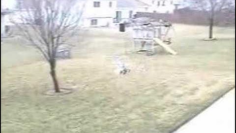 Trex 450 SA Hovering in My Back Yard