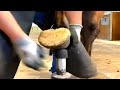 🐴Horse Hoof RESTORATION How to Clean Your Horse&#39;s Hooves 🐴