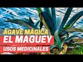 Usos del Agave. MÁGICO MAGÜEY, agave tequila Propiedades Medicinales Del Maguey Planta tequila 2020