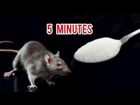 За 5 минут  Мыши и Крысы Убегут #совет Избавит от Вредителей 👍