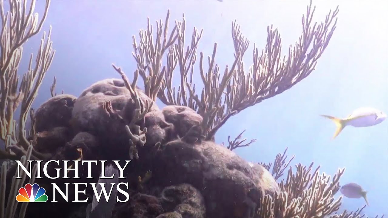 More Than Just Rising Temperatures To Blame For Florida Keys Coral Dying | NBC Nightly News