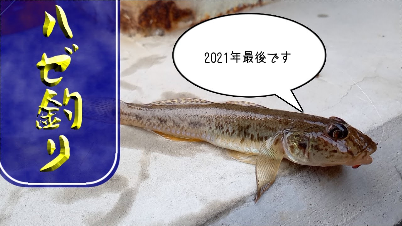 須賀港で冬のハゼ釣り【2021年12月】