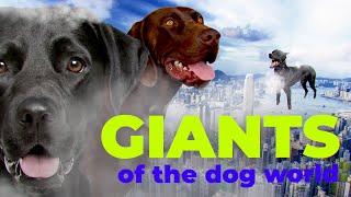 The biggest guard dogs on earth by Good Story 23,053 views 3 years ago 10 minutes, 7 seconds