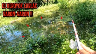 GAGAL KE RUMAH APUNG‼️KESINI MALAH DIKEROYOK BABON CABLAK || mancing ikan red devil NAHOL MANIA