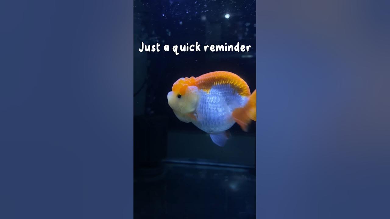 Cold Temperatures Can Kill Your Goldfish 🥶😵 YouTube