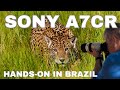 Sony a7cR - Hands On Review From Brazil Safari - Best Travel Camera, Here&#39;s Why